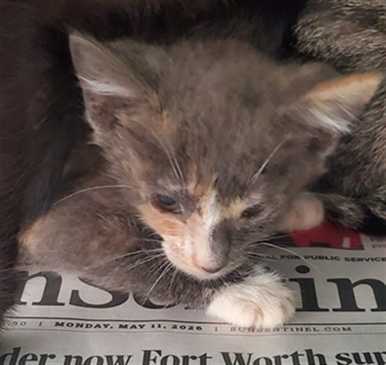 Adoptable Cat