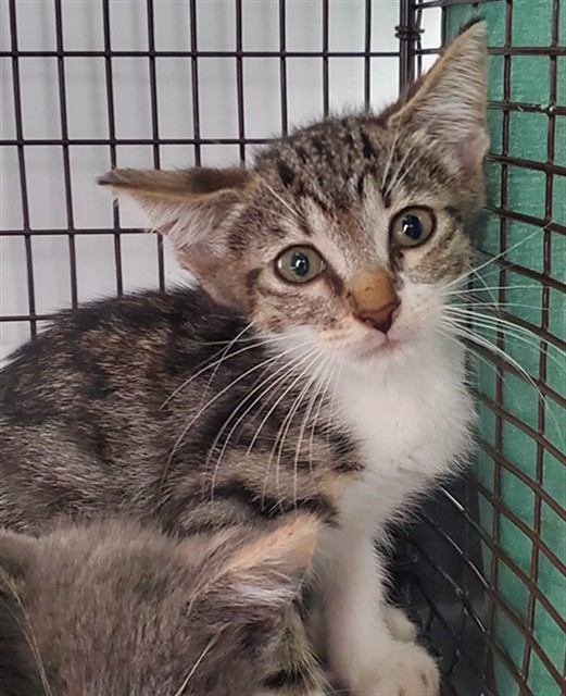 Adoptable Cat