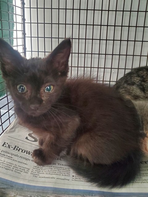 Adoptable Cat