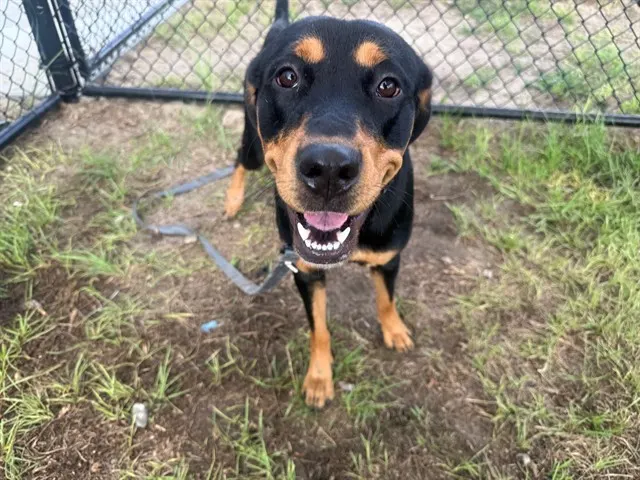 Marley
