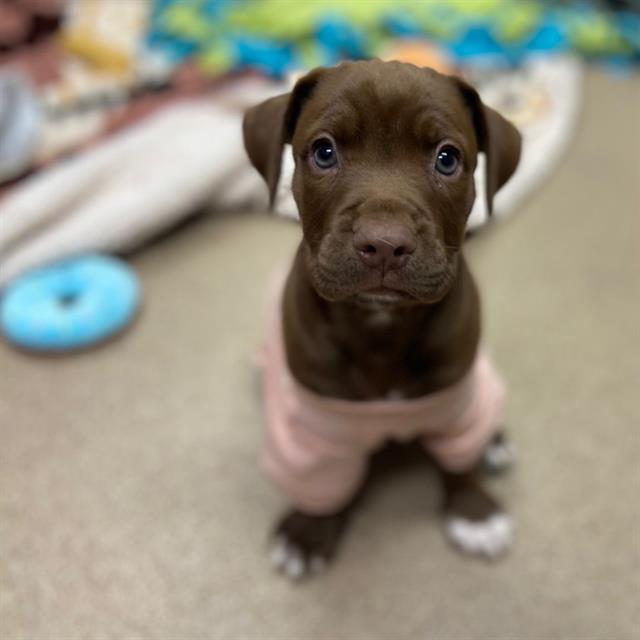 Pinky