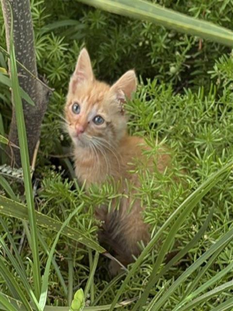 Cheetoh