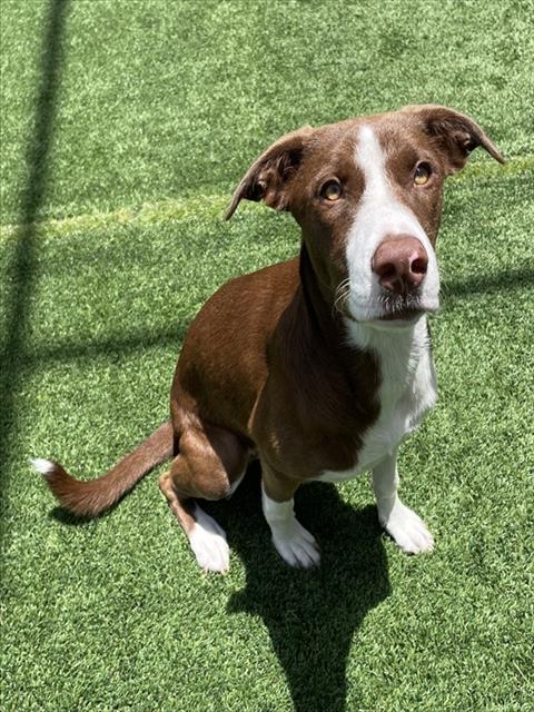 Adoptable Dog