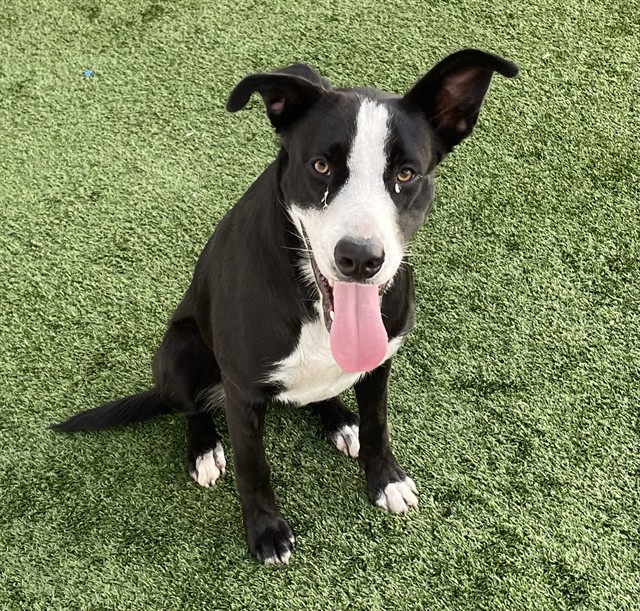 Adoptable Dog