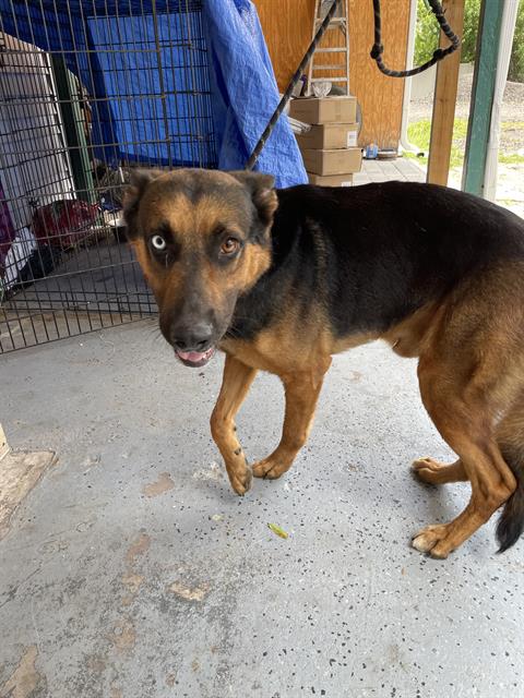 Adoptable Dog