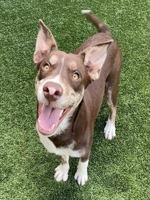 Adoptable Dog