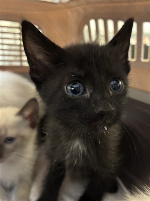 Kitten2