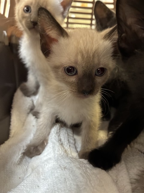 Adoptable Cat