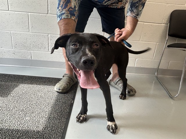 Adoptable Dog