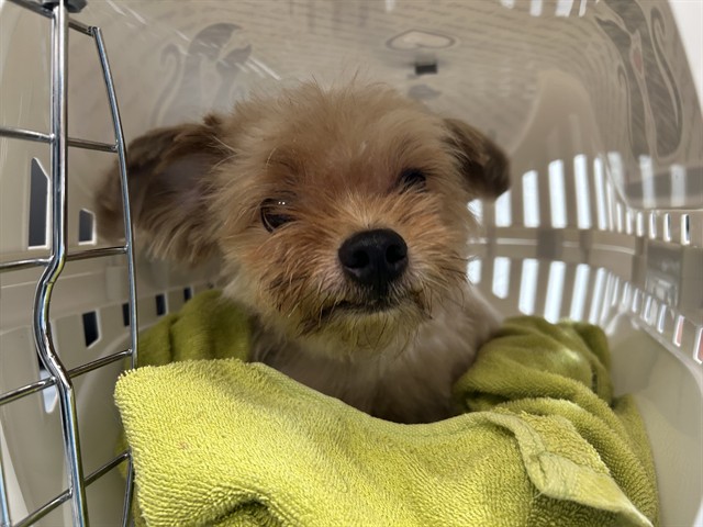 Adoptable Dog