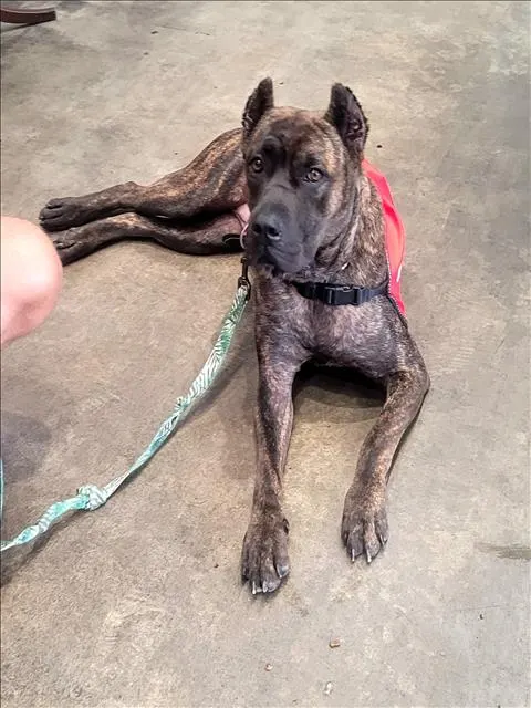 Sable