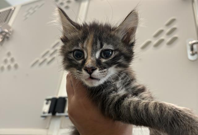 Ayla