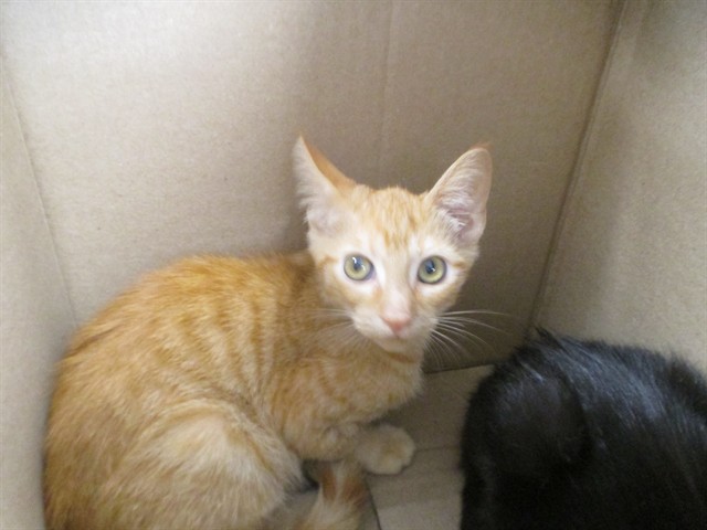 Adoptable Cat
