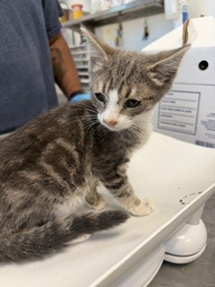 Adoptable Cat