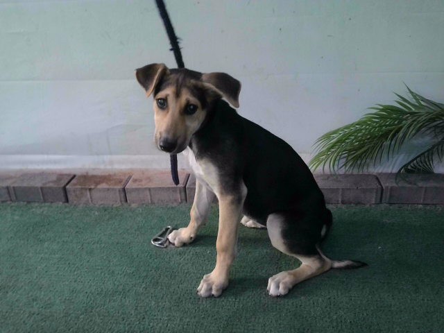 Adoptable Dog