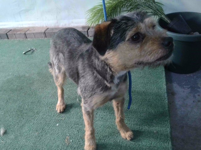 Adoptable Dog