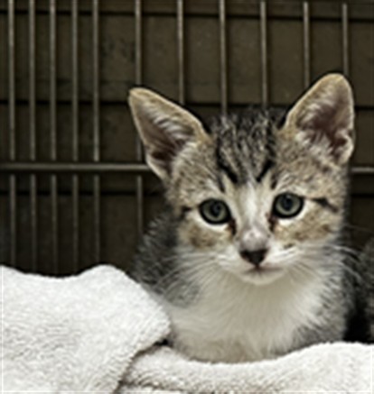 Adoptable Cat