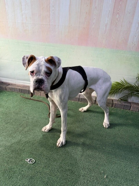 Adoptable Dog