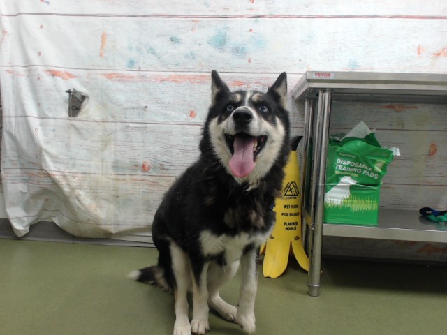 Med Adopt Sky