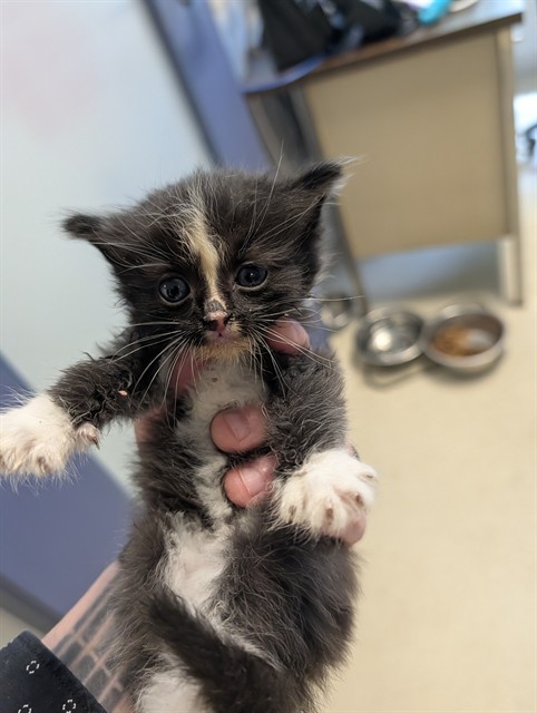 Adoptable Cat