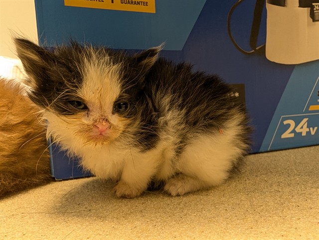 Adoptable Cat