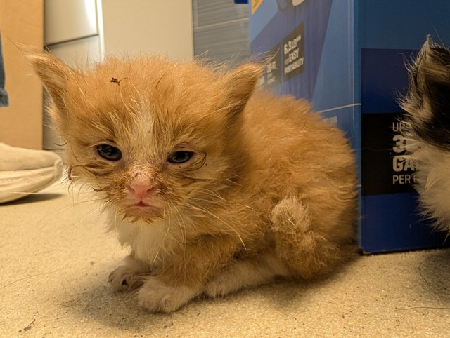 Adoptable Cat