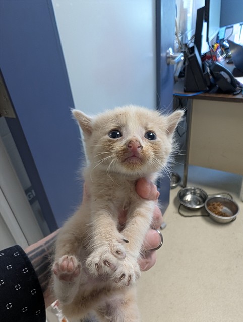Adoptable Cat