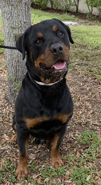 Maximus