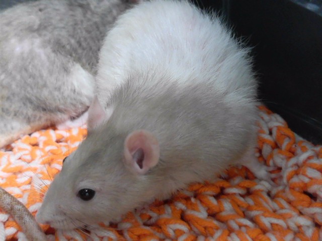 Simon