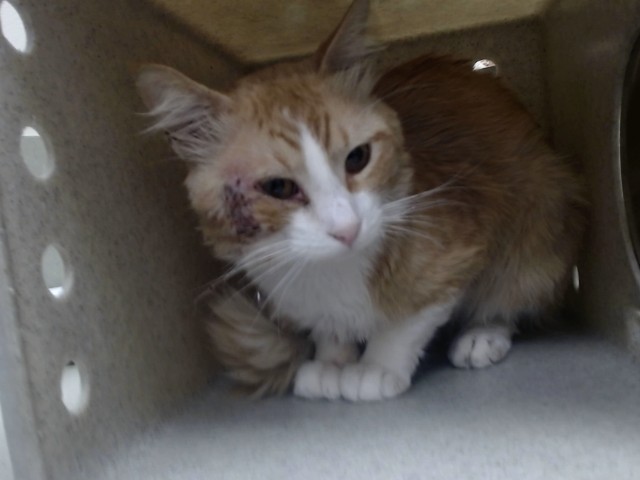 Adoptable Cat