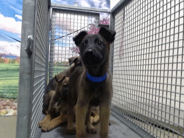 Adoptable Dog
