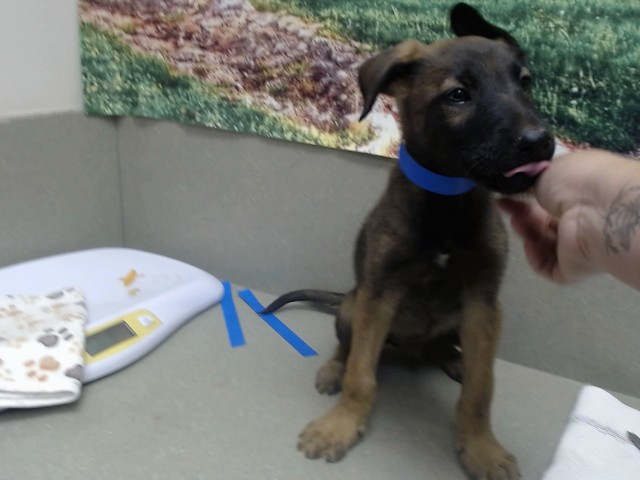 Adoptable Dog