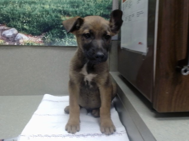 Adoptable Dog
