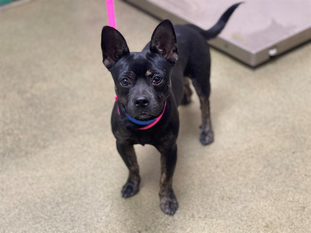 Adoptable Dog