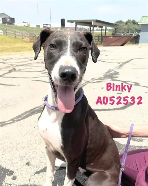 Binky