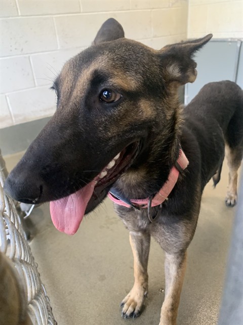 Adoptable Dog
