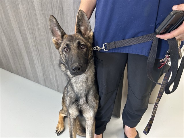 Adoptable Dog