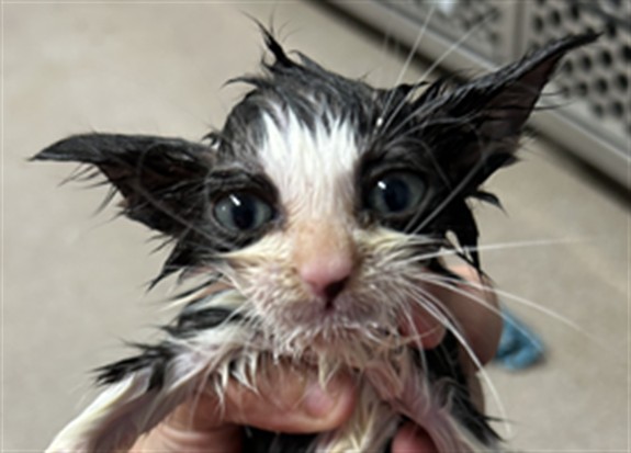 Adoptable Cat