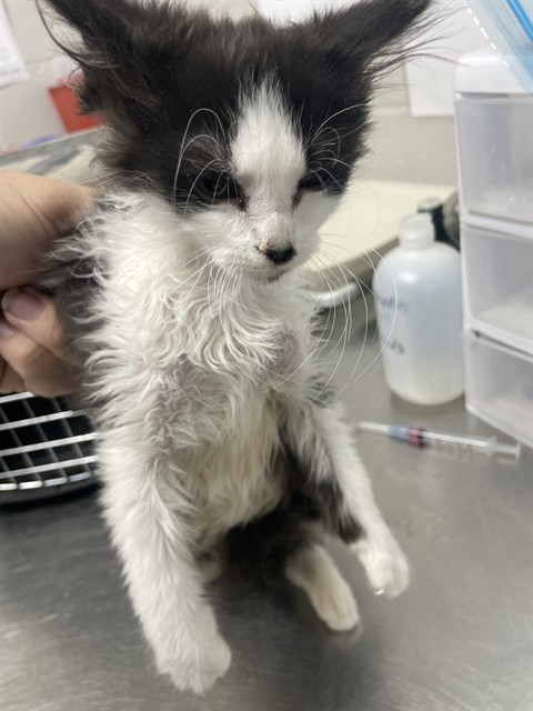 Adoptable Cat