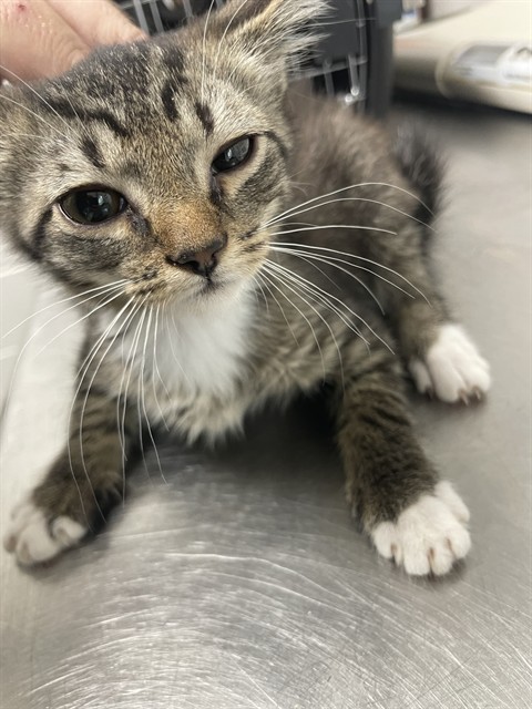 Adoptable Cat