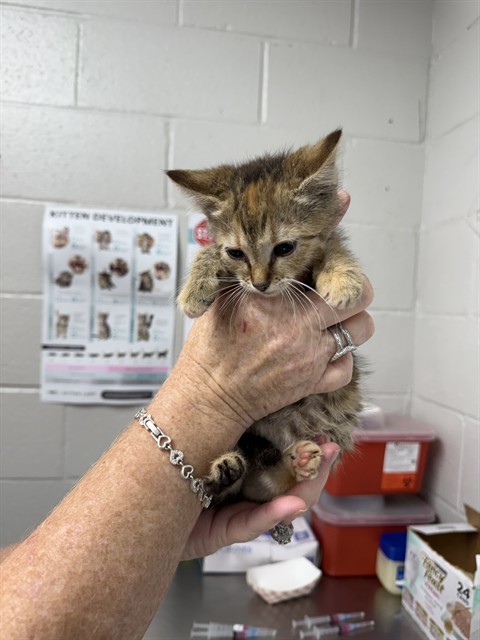 Adoptable Cat