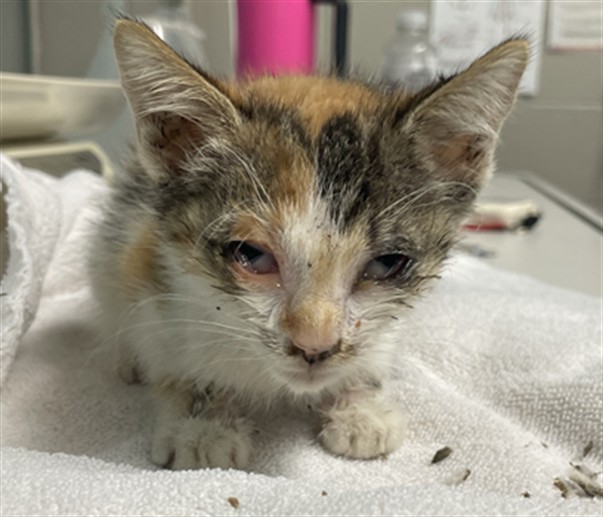 Adoptable Cat