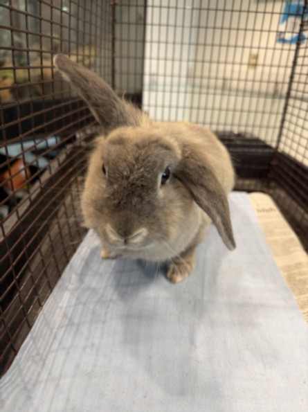 Bunnelby