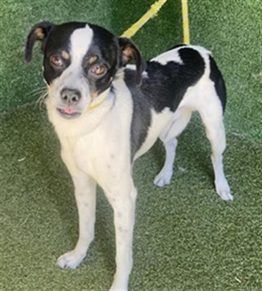 Adoptable Dog