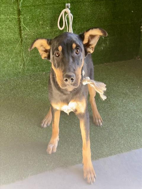 Adoptable Dog