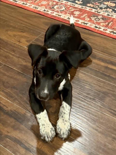 Pablo