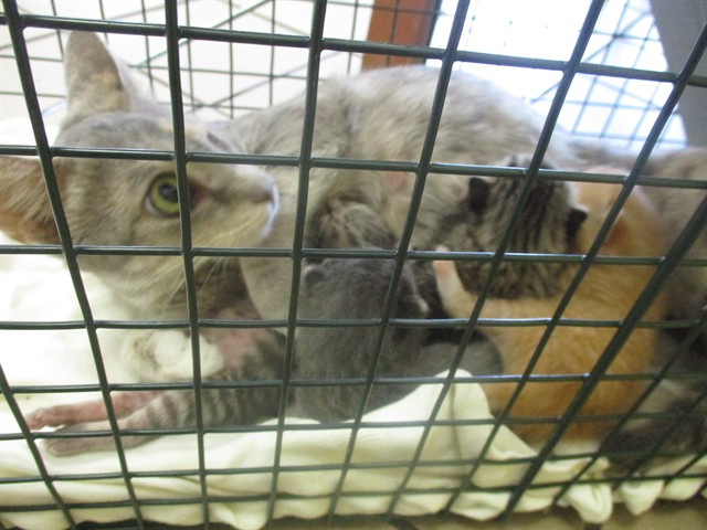 Adoptable Cat