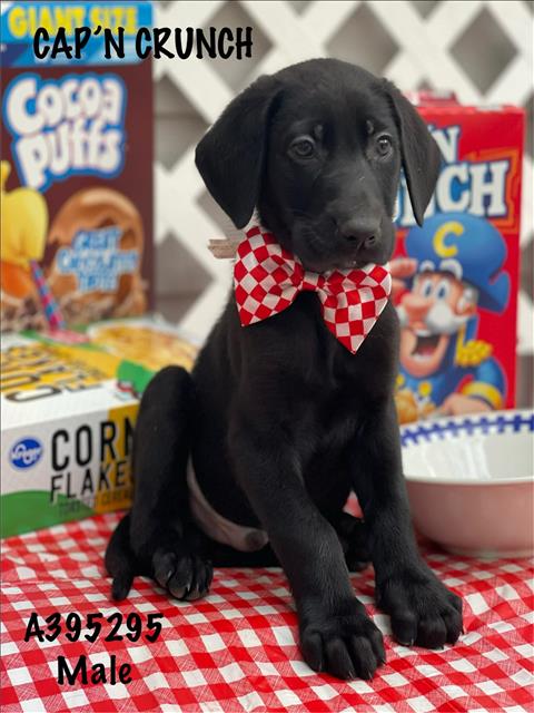 Maverick