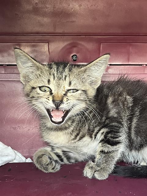 Zeus