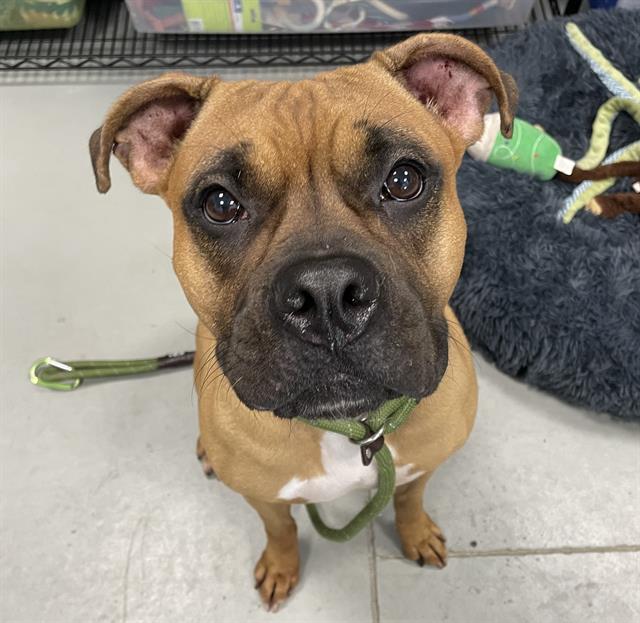 Adoptable Dog